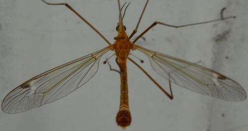 Tipula lunata