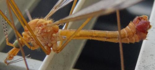 Tipula lunata