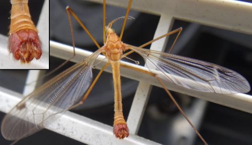Réf. 139 479 : Tipula lunata