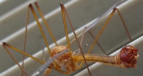 Réf. 139 375 : Tipula lunata