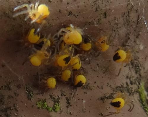 Réf. 139 480 : Araneus sp.