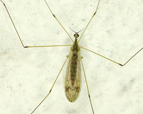 Réf. 139 670 : Dicranomyia sp.