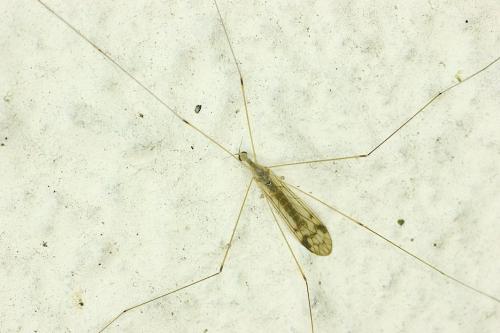 Dicranomyia sp.