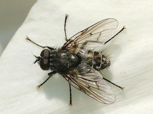 Réf. 139 674 : Helina evecta