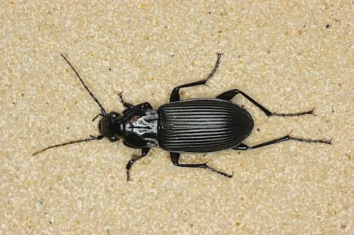 Réf. 139 238 : Pterostichus niger