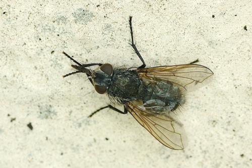 Pollenia sp.