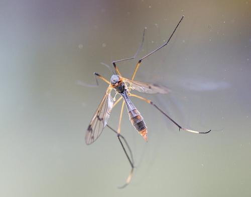 Ptychoptera albimana
