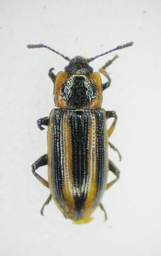 Réf. 139 911 : Prasocuris phellandrii