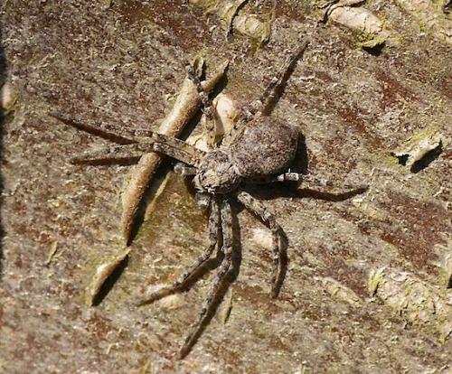 Philodromus sp.