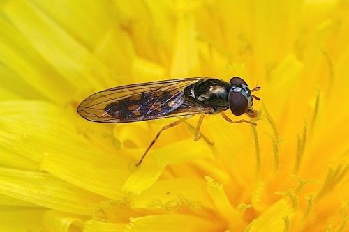 Réf. 139 468 : Melanostoma scalare