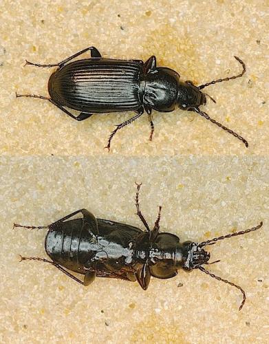 Pterostichus (nigrita-rhaeticus)