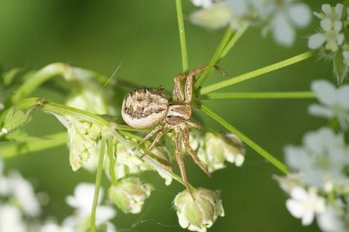 Xysticus sp.