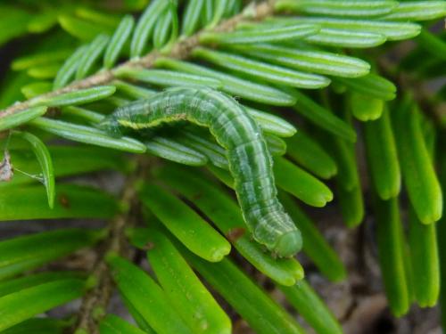 Thera sp.