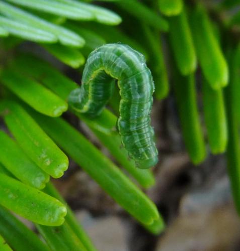 Thera sp.