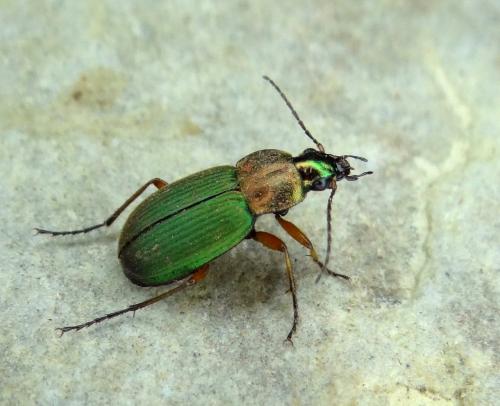 Chlaenius nigricornis