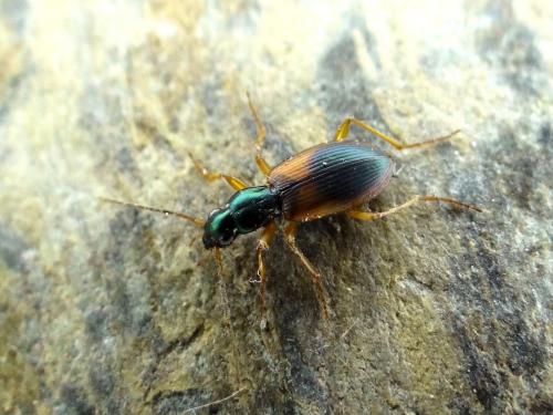 Réf. 139 983 : Anchomenus dorsalis
