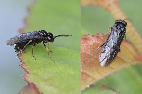 Réf. 139 854 : Endelomyia aethiops