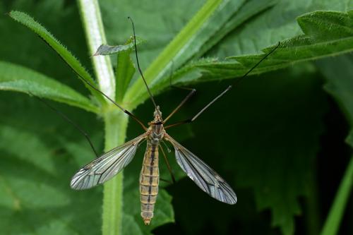 Tipula vernalis