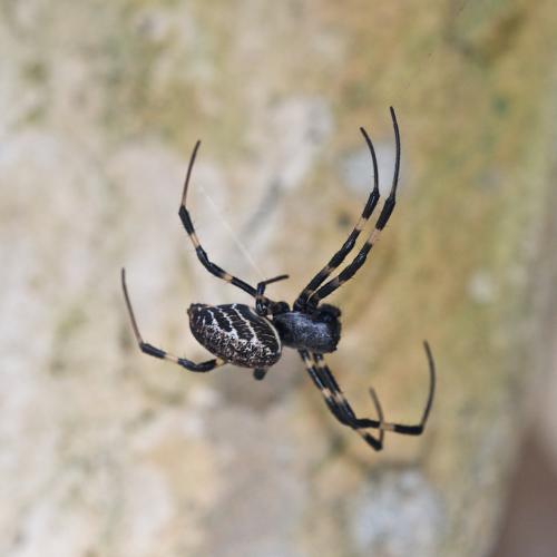 Nephilengys malabarensis