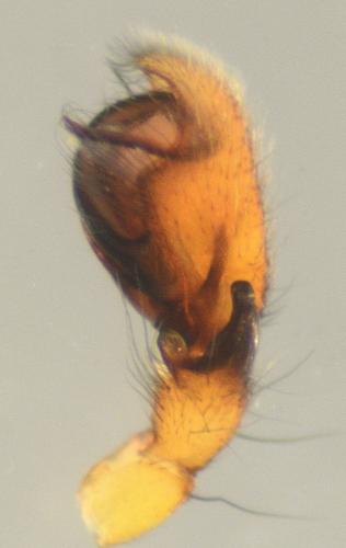 Réf. 139 461 : Clubiona lutescens