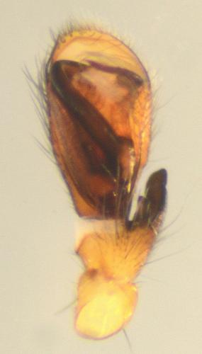Clubiona lutescens