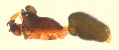 Réf. 139 707 : Walckenaeria cucullata