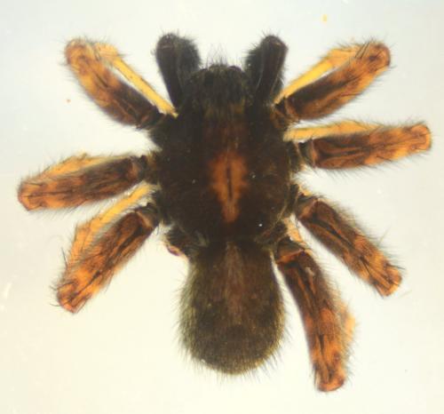 Pardosa amentata