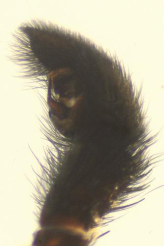 Pardosa amentata
