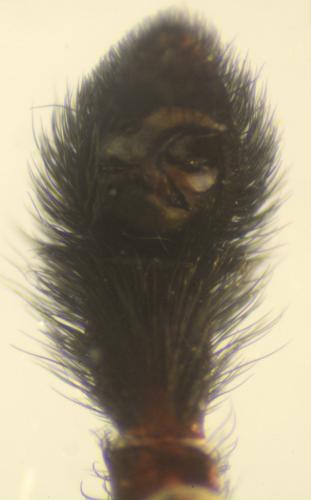 Réf. 139 721 : Pardosa amentata