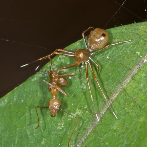 Réf. 139 062 : Amyciaea sp.