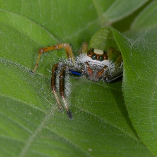 Réf. 139 143 : Telamonia sp.