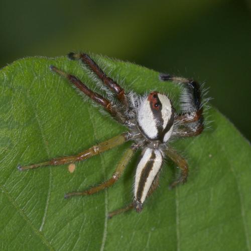 Telamonia sp.