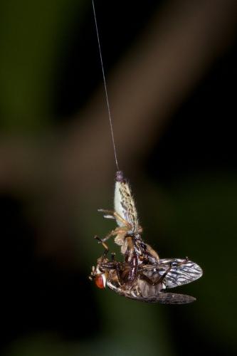 Bavia sp.