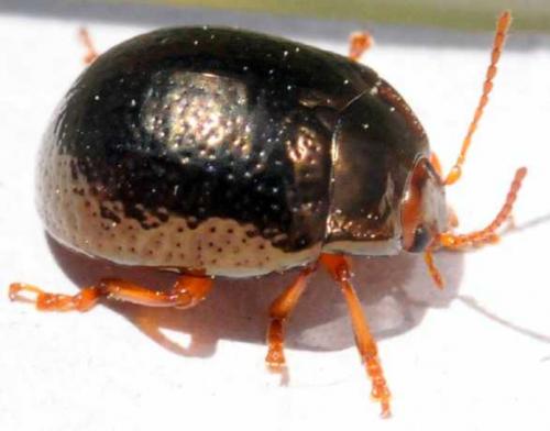 Réf. 139 497 : Chrysolina bankii