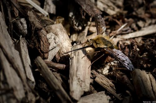 Bombylius discolor