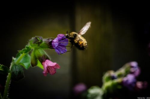 Bombylius discolor