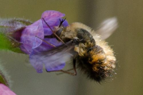 Bombylius sp.