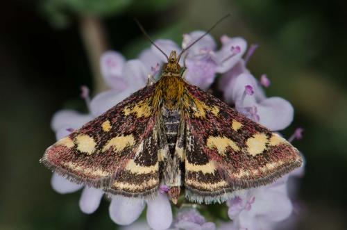 Réf. 139 105 : Pyrausta purpuralis