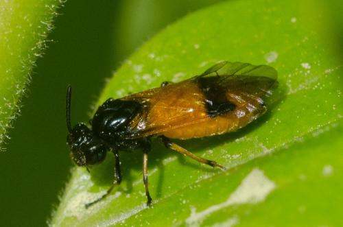 Arge cyanocrocea