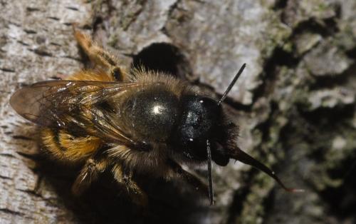 Réf. 139 103 : Osmia bicornis