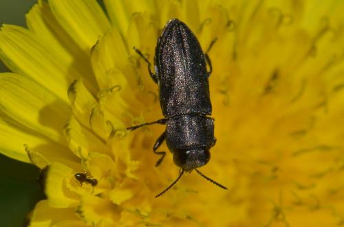 Réf. 139 284 : Anthaxia confusa