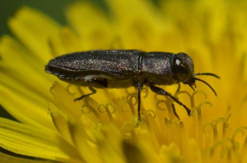 Réf. 139 286 : Anthaxia confusa