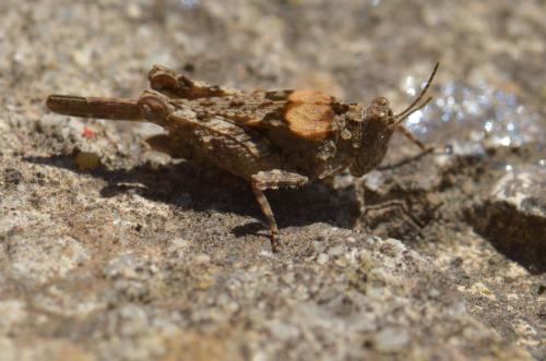Paratettix meridionalis
