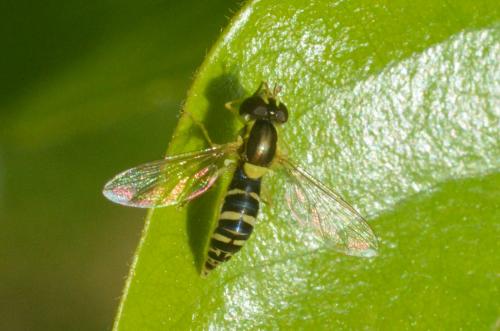 Sphaerophoria sp.