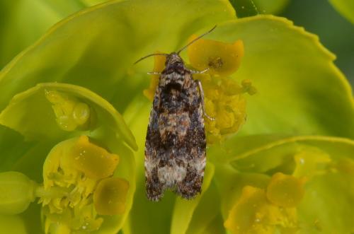 Réf. 139 466 : Endothenia sp.