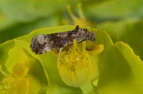 Réf. 139 467 : Endothenia sp.