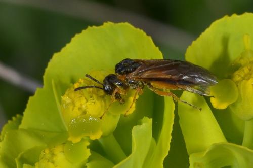 Athalia sp.