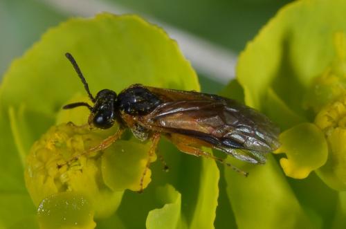Athalia sp.