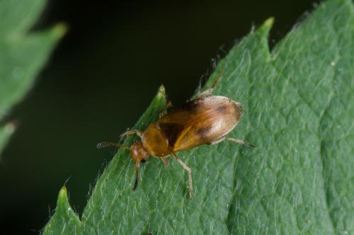 Réf. 139 741 : Anaspis maculata