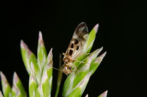 Graphopsocus cruciatus